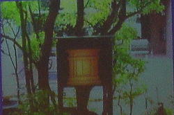 楠の神社